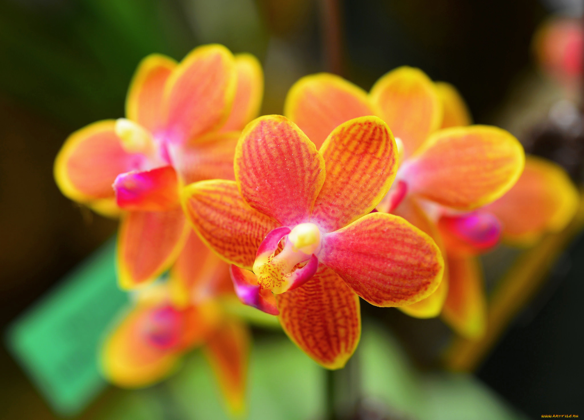 , , , orchid